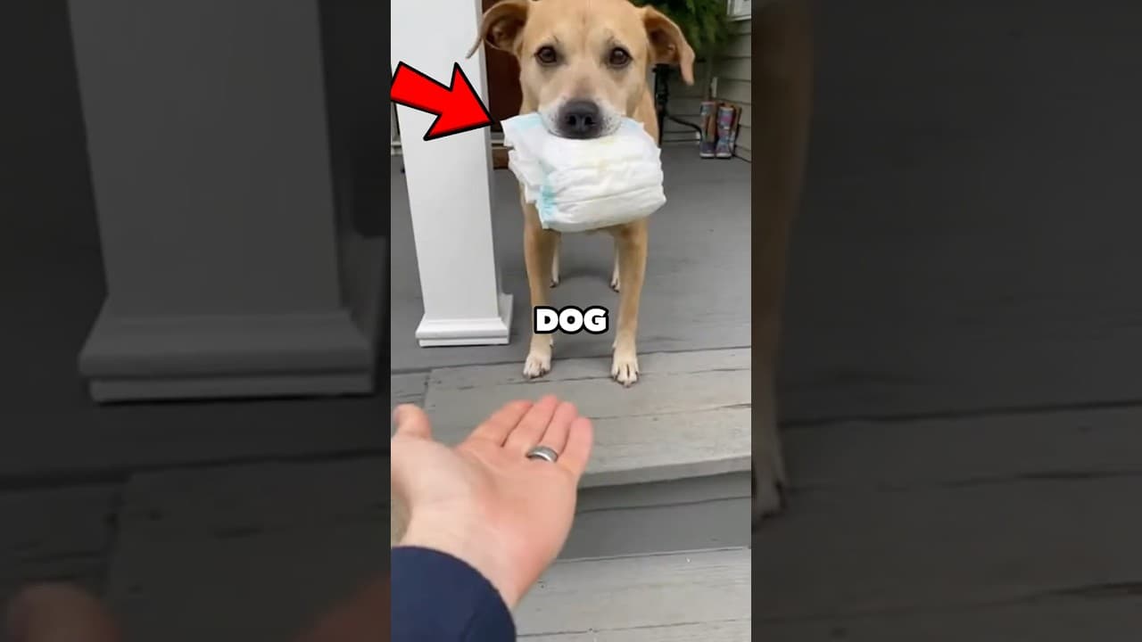 My Dog Brought Me a Diaper #animals #dog #shorts #cute