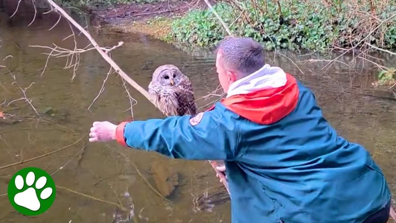 Wise Owl Realizes They’re Here to Help 🥹