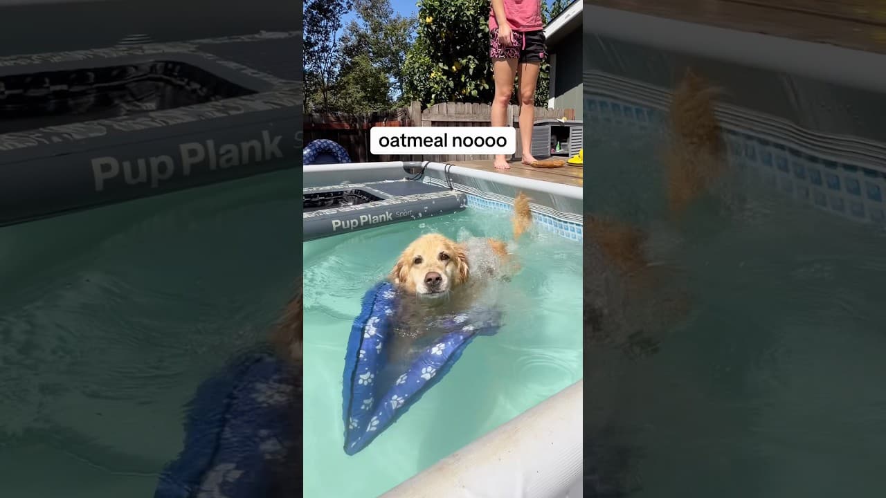 he fully capsized 😭 #funnydog