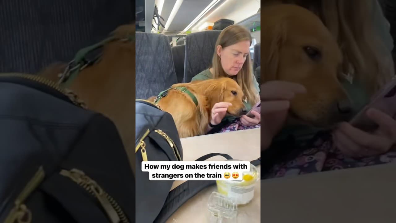 My dog likes to make friends with strangers #funnydogs #cutedog #doglove #friends #pets #funny