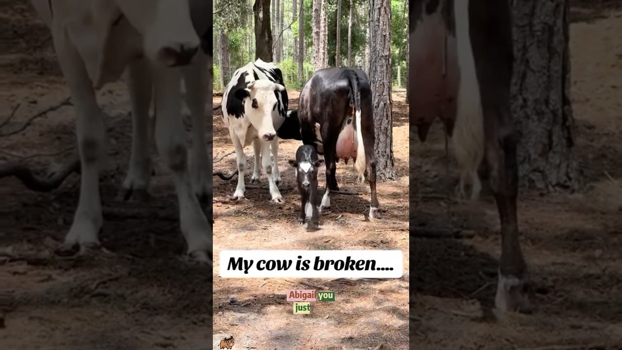 Moms forgot they have a child 😂#mom #baby #farm #funny #chaos