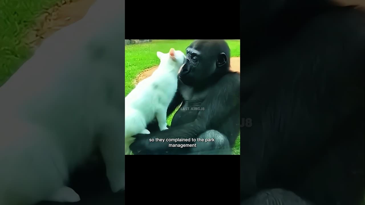 A chimpanzee befriends a white cat. #wildlife