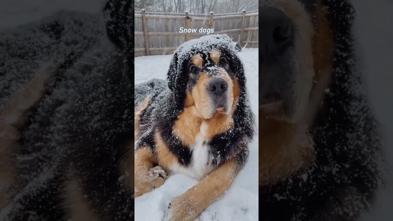 He refuses to come inside when theres snow on the ground 😂#snowdog #happydog #tibetanmastiff
