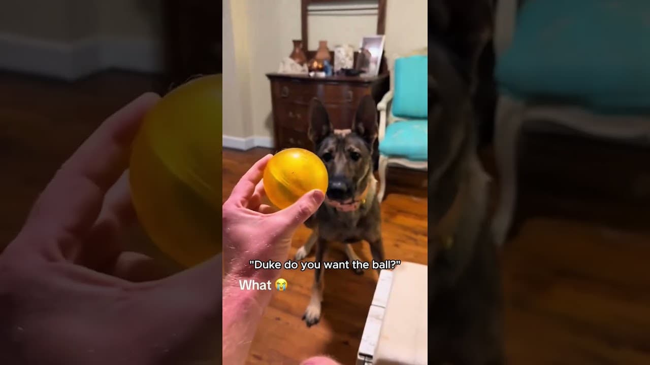 This dog can’t stop loving the ball. #dog