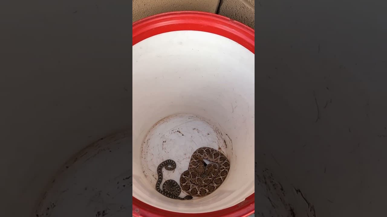 Momma and Baby Rattlesnakes