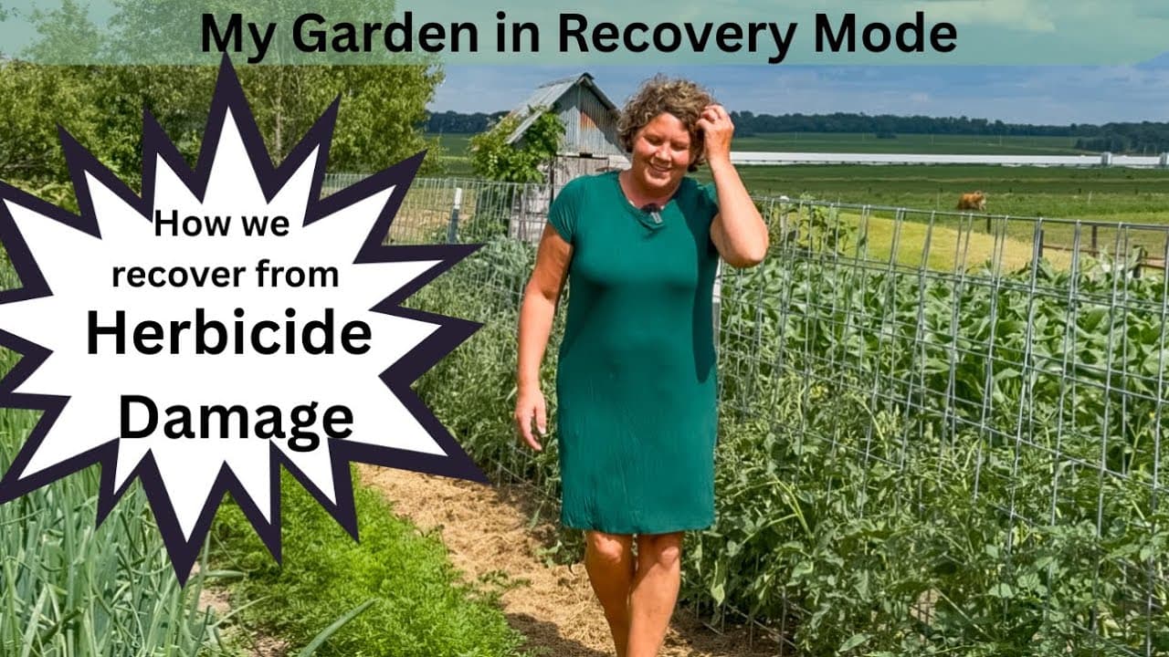 Herbicide Damage to our Family's sustenance Garden; Recovery Efforts