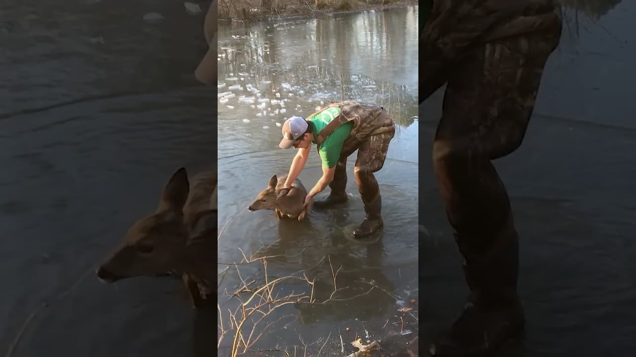 Baby Deer Trapped On A Freezing Pond