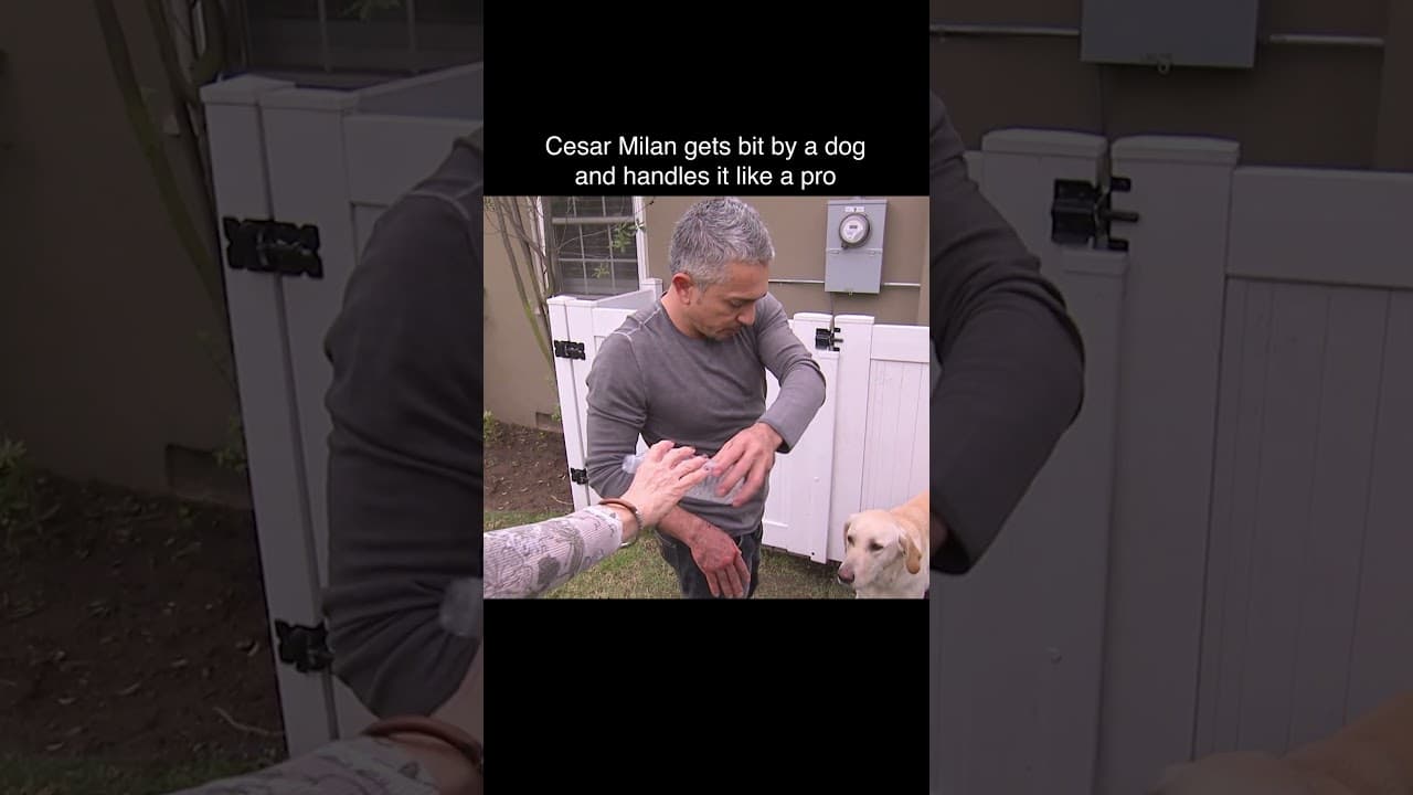 How To Handle an Angry Dog Like A Pro #dogwhisperer