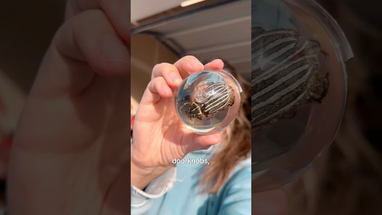 Watermelon beetle doorknob? …YES 💯 #beetle #bugs #resin #art #resinart