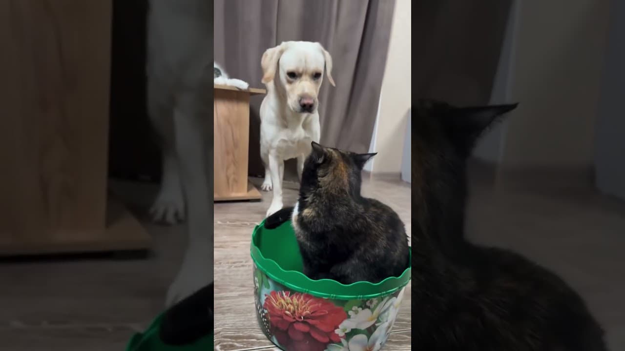 Dogs like to provoke cats#cat #cats #foryou #shorts