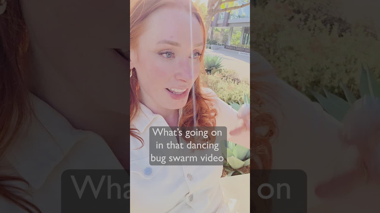 What's going on in that bug swarm video