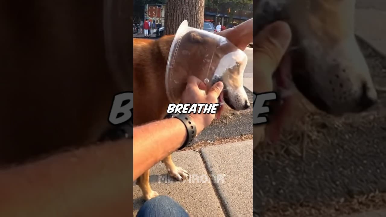 I Chased a Dog With a Container Stuck on Its Head… and Found the Truth 🥺❤️