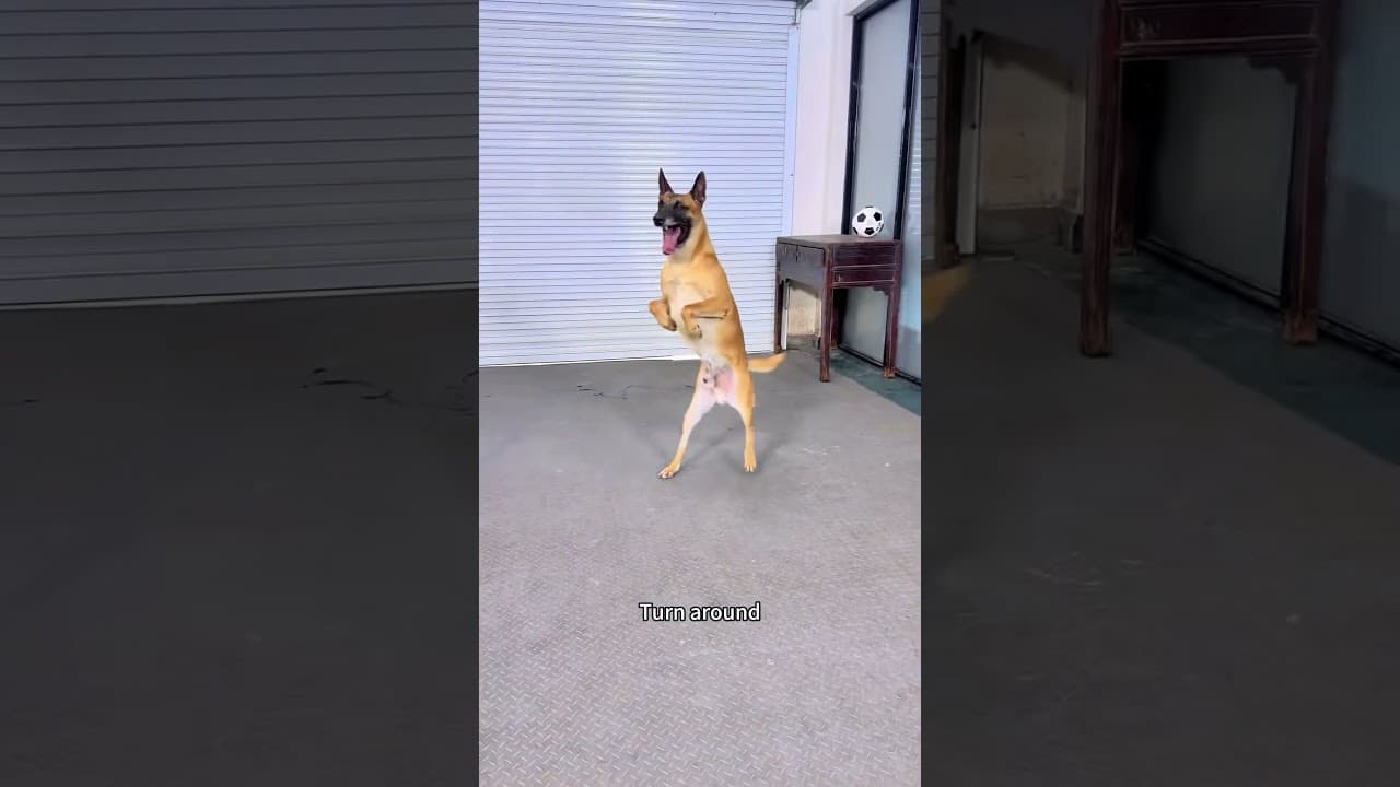 dog coach #dogcoach #dog #dogshorts