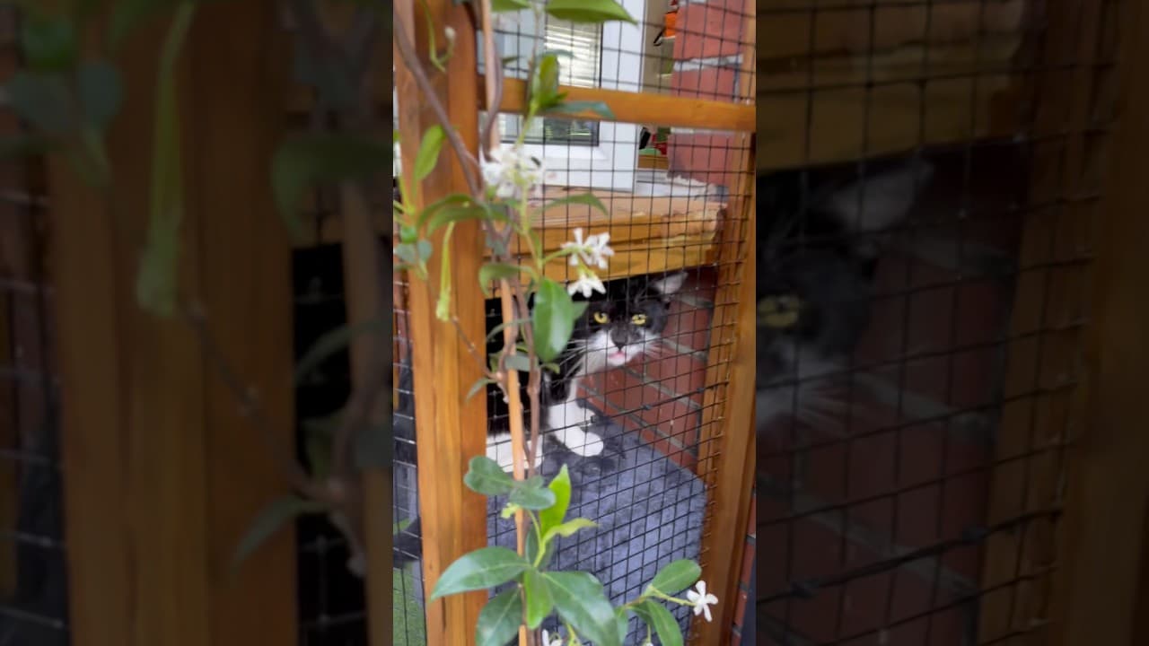 Catio… #plumber #building #cat #youtubeshorts #diy