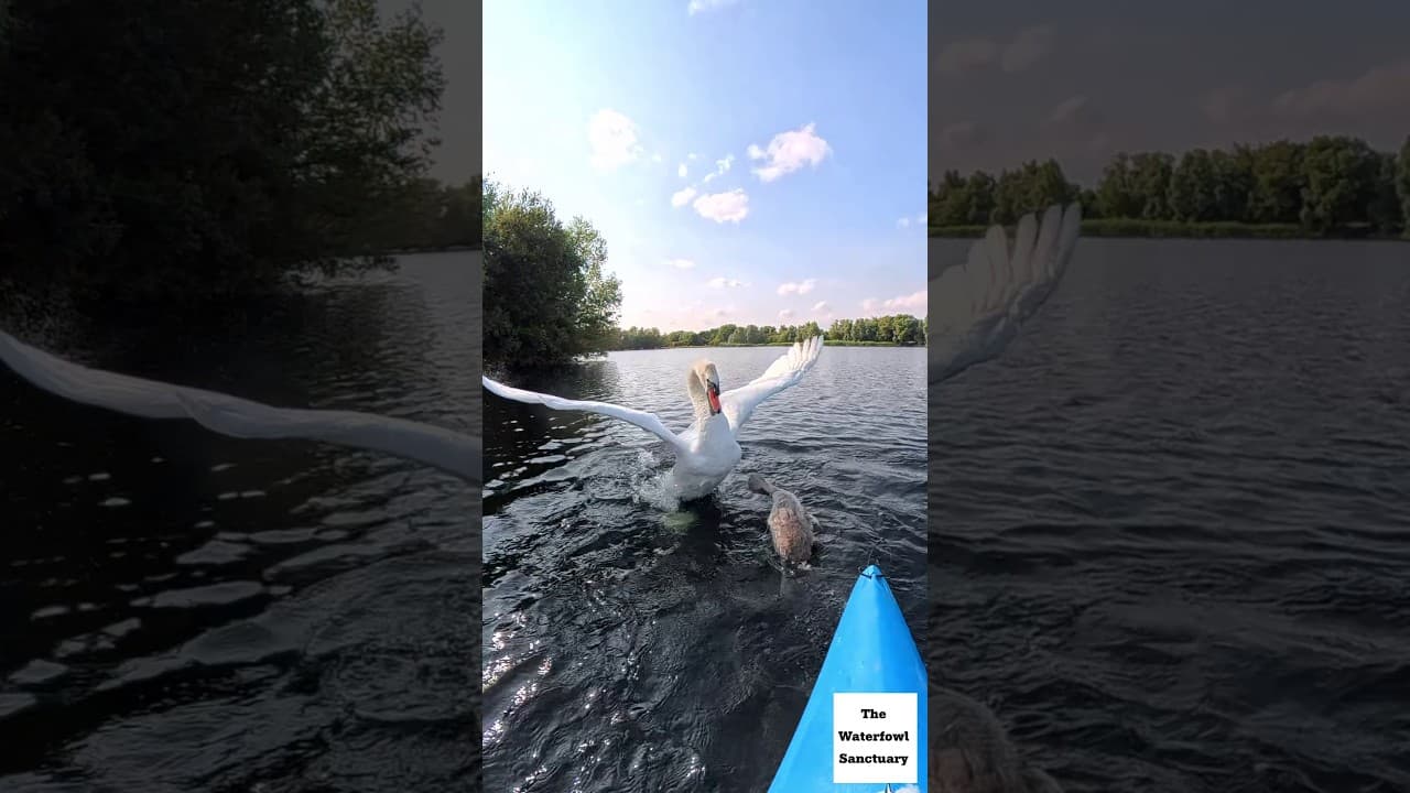 Daddy swan protects his baby during rescue #wildliferescue #swan #swanrescue YouTube thumbnail