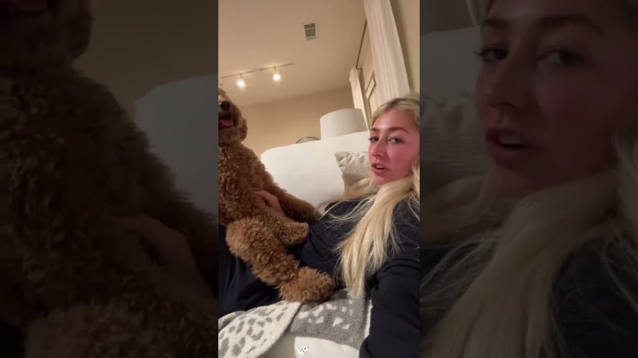 This dog acts like there’s human inside. #funny #dog #dogshorts #fyp #funnydogs