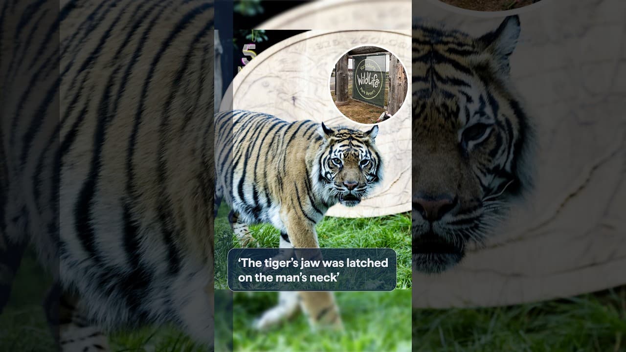 Tiger attack Yorkshire: Witness describes man’s final moments | 5 News