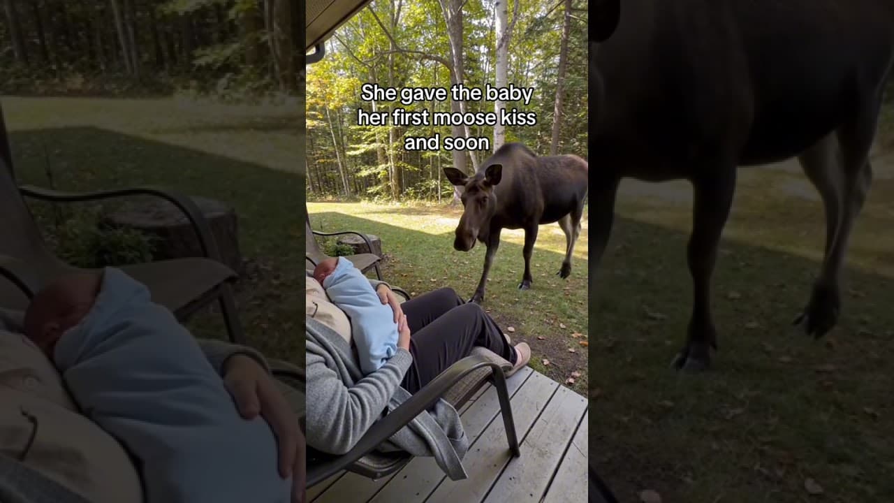 Do you think her herd left her? #wildliferescue #wholesome #animals