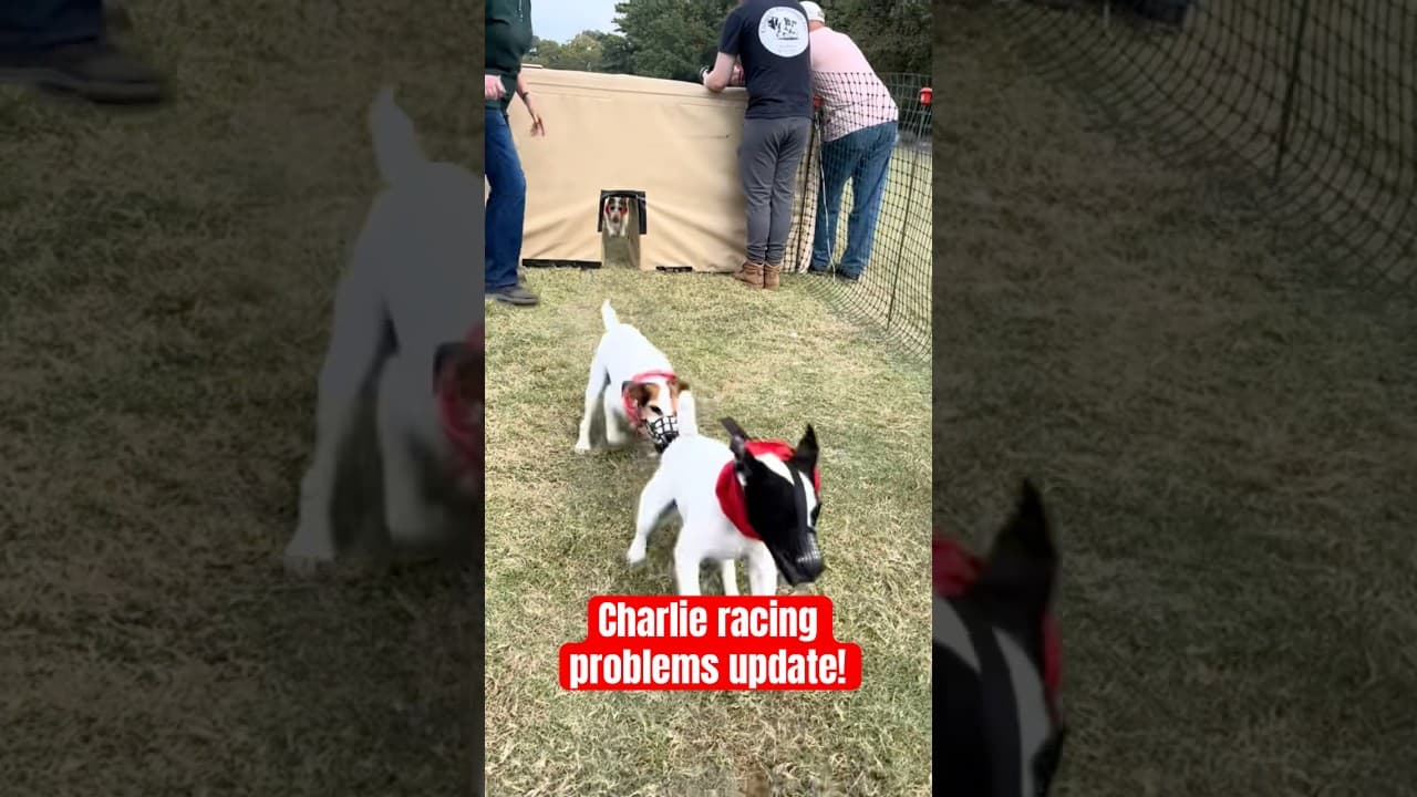 We’re getting ready for a new season of terrier trials and 🤞 Charlie continues to behave himself!