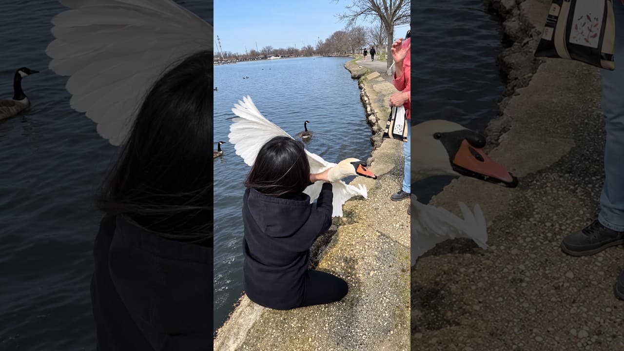 She wasted no time saving this injured swan 👏❤️ Thanks @nancypriorRescue YouTube thumbnail