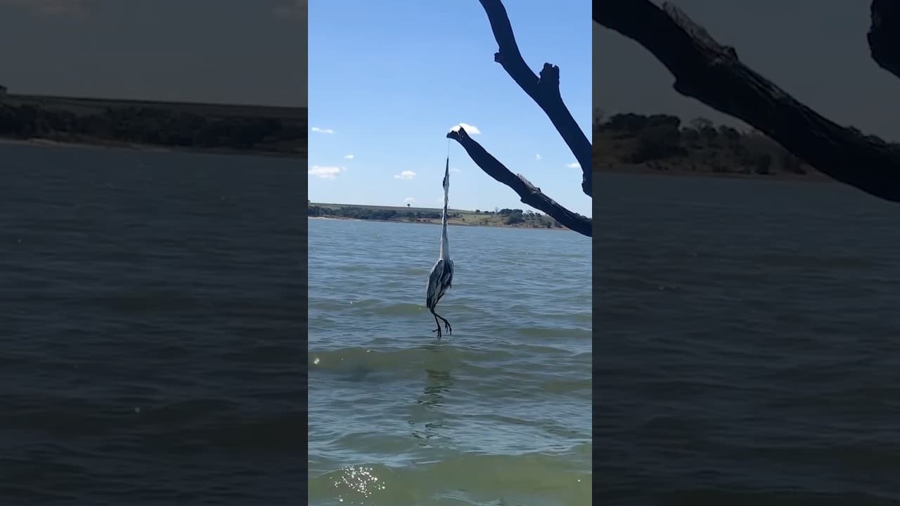 Fisherman Found This Heron Fighting For Its Life
