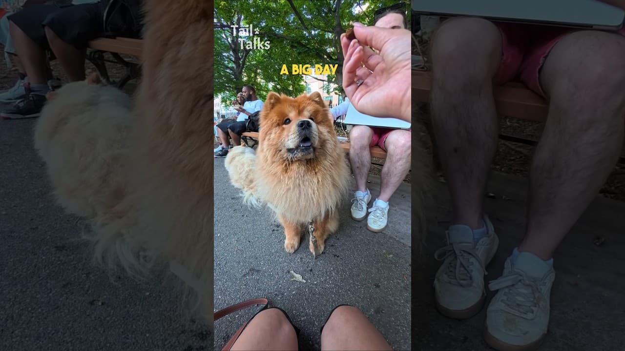 We met two beautiful Chows in the park! #chow #dog