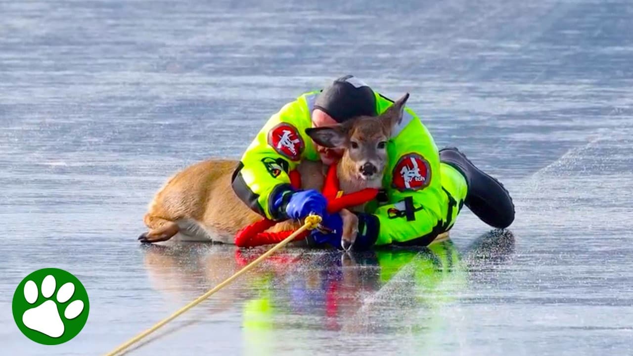 Deer Trusts Firefighter After Calming Embrace 🥹