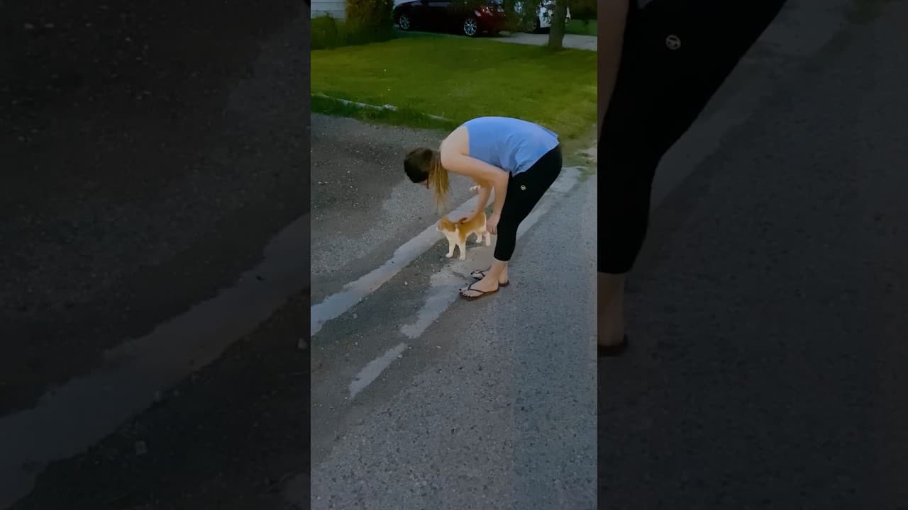 Stray Cat Follows Couple Home And Gets Adopted
