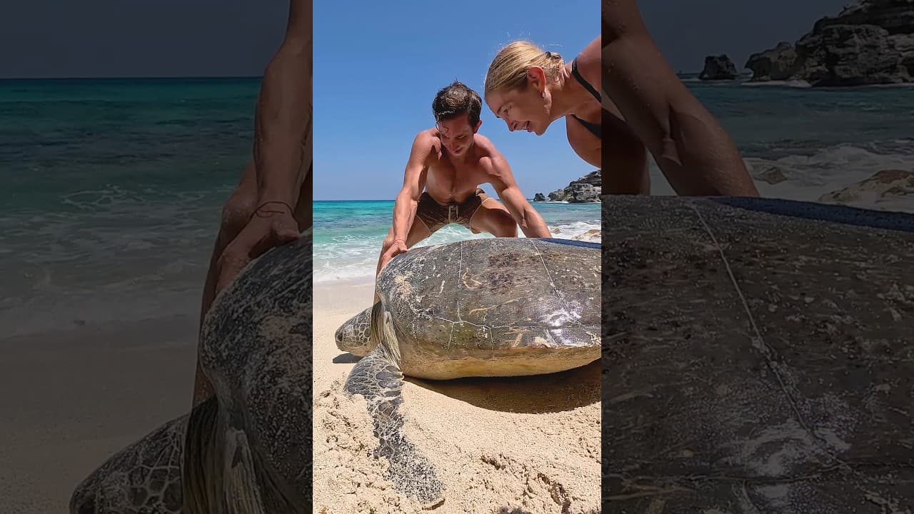 They went to the beach and ended up saving a giant sea turtle 👏