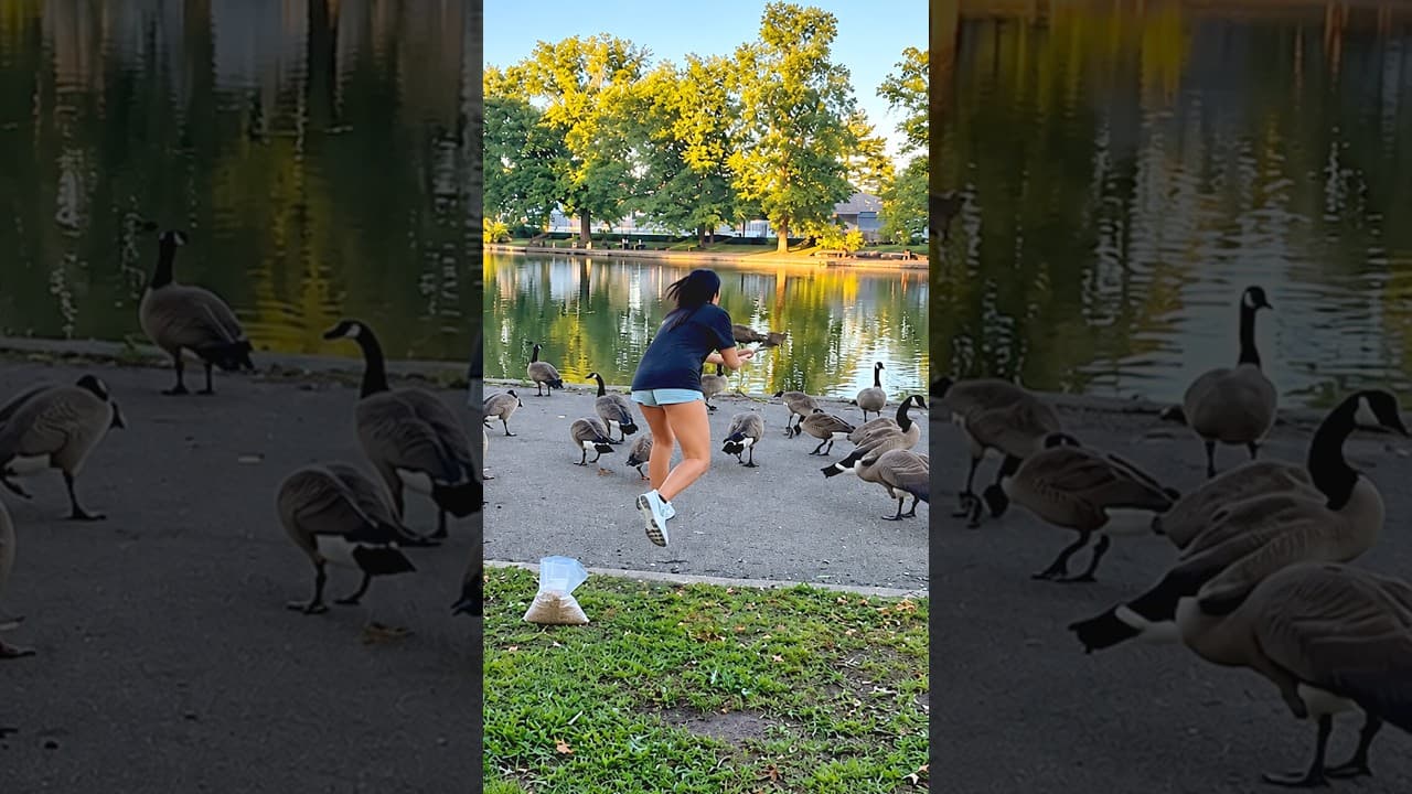 She dropped everything to save this helpless goose 👏❤️ Thanks @socnan26