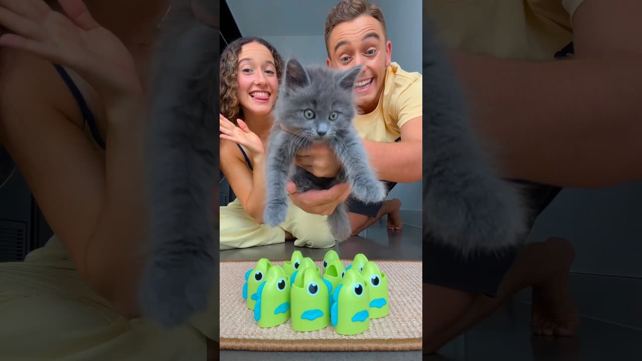 Letβs choose our cats name! πββ¬π± #cat #kitten #pet #funnycats