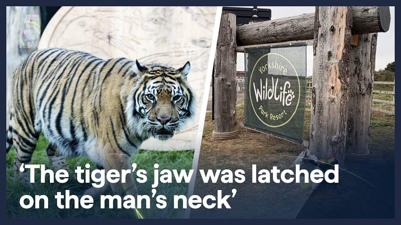 Tiger attack Yorkshire: Witness describes man’s final moments | 5 News
