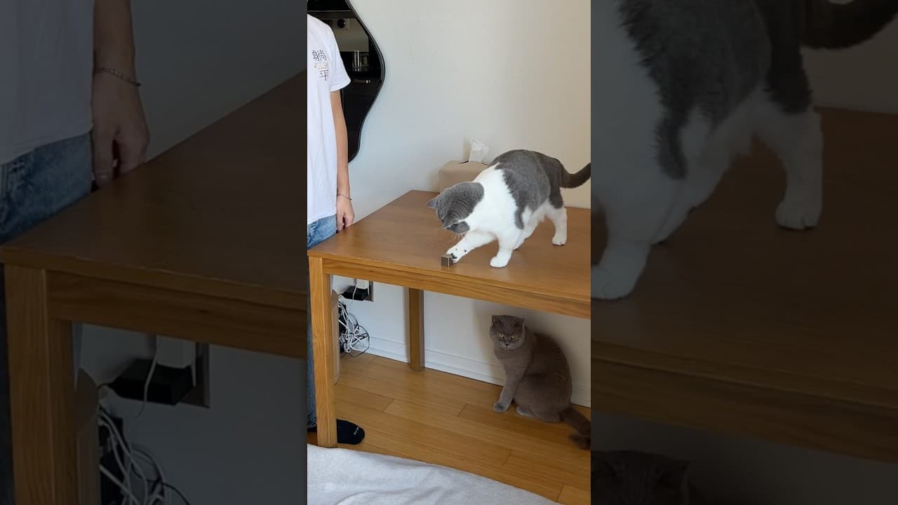 ragebaiting my cats with a tungsten cube