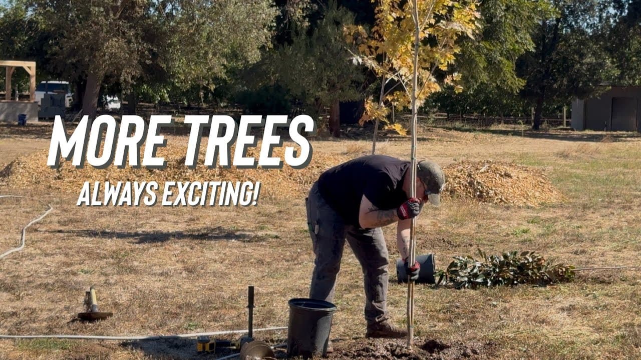 We Planted More Trees… Now We Need Water