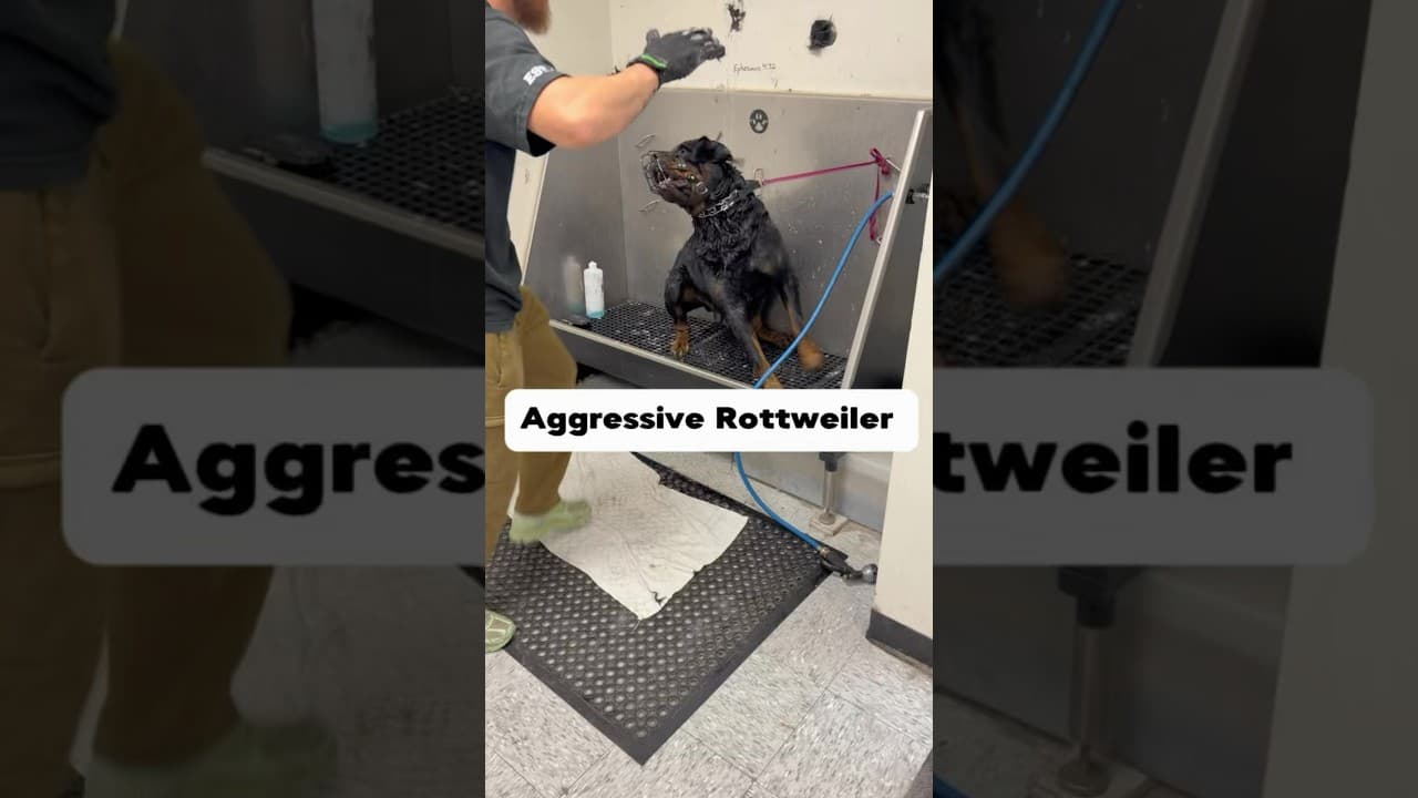 Quite the challenge #rottweiler #rottweilers #doggrooming #dogsofyoutube #dogbath