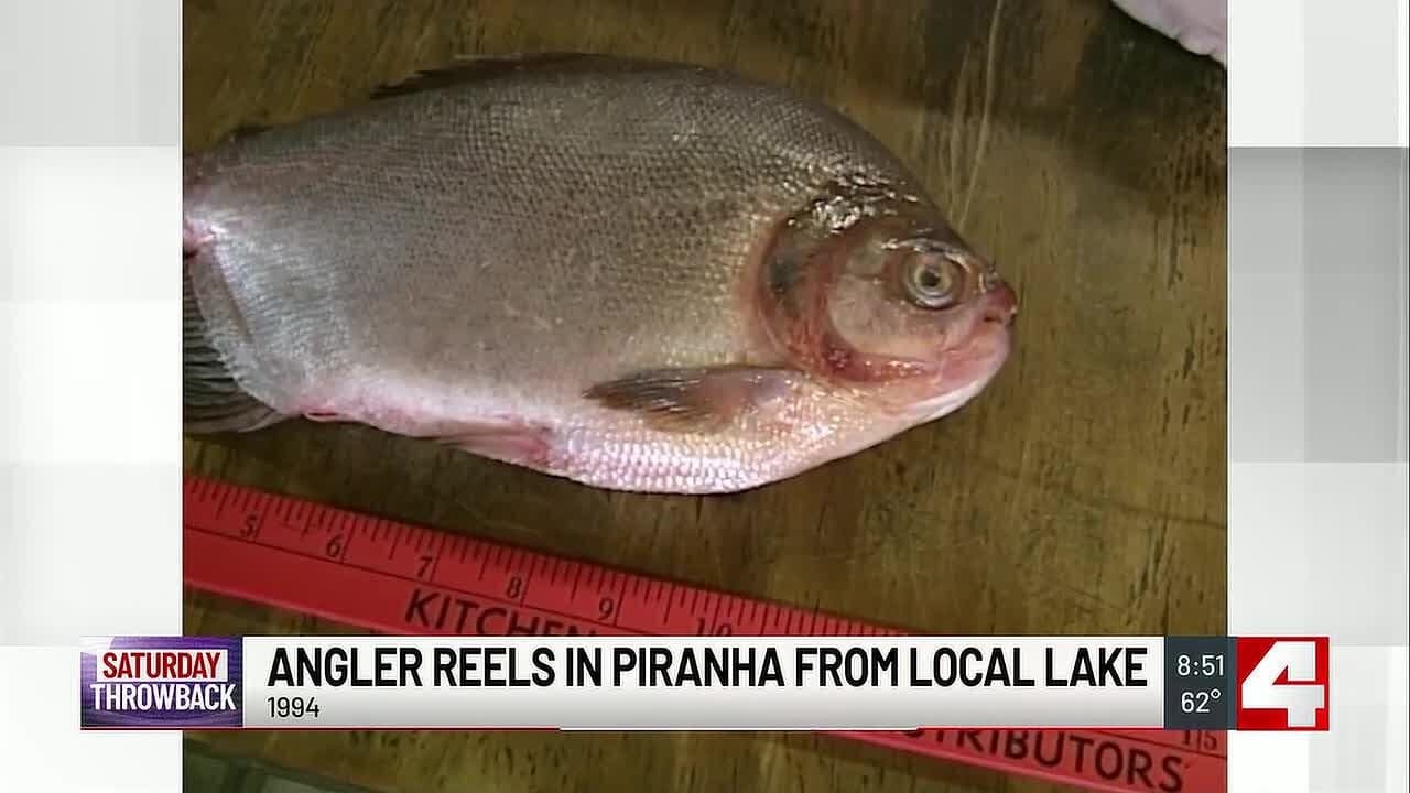 Saturday Throwback: Angler reels in piranha from local lake