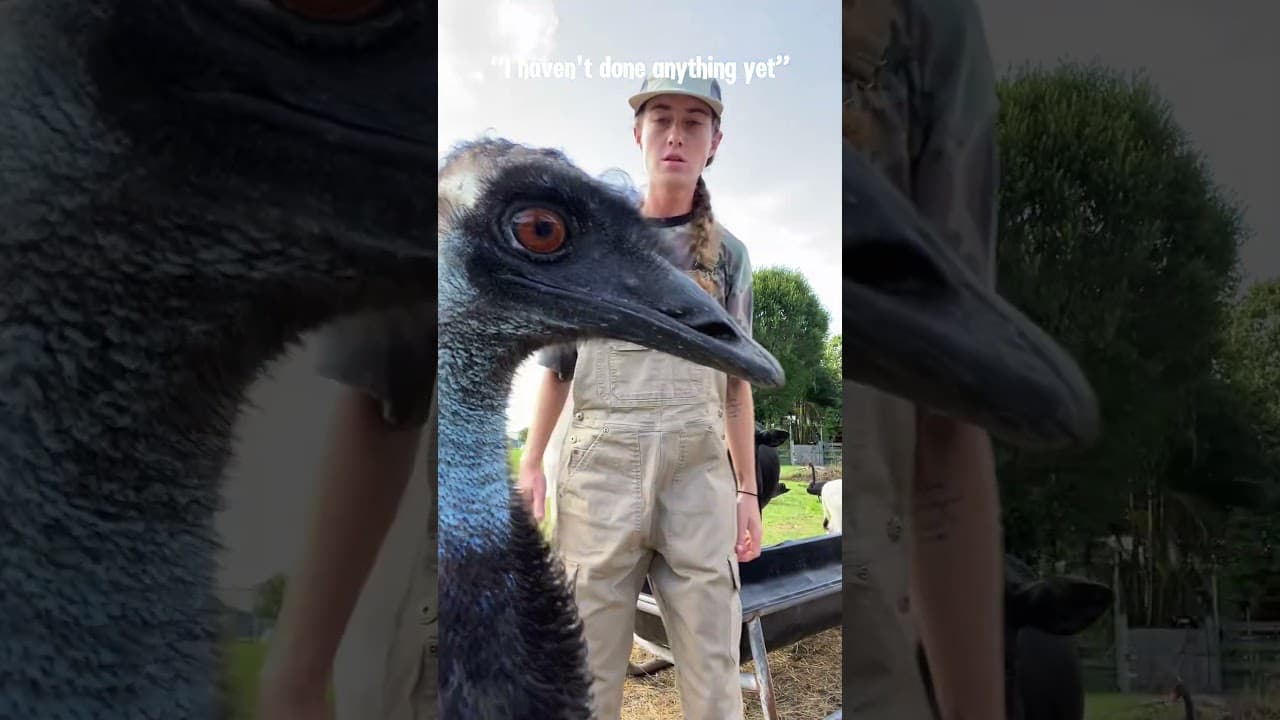 A lively and nervous chicken#emu #funny #animals #cute #fpy