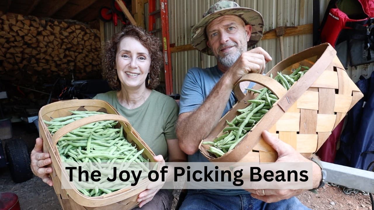 The First Big Bean Picking - It Was A Good One!