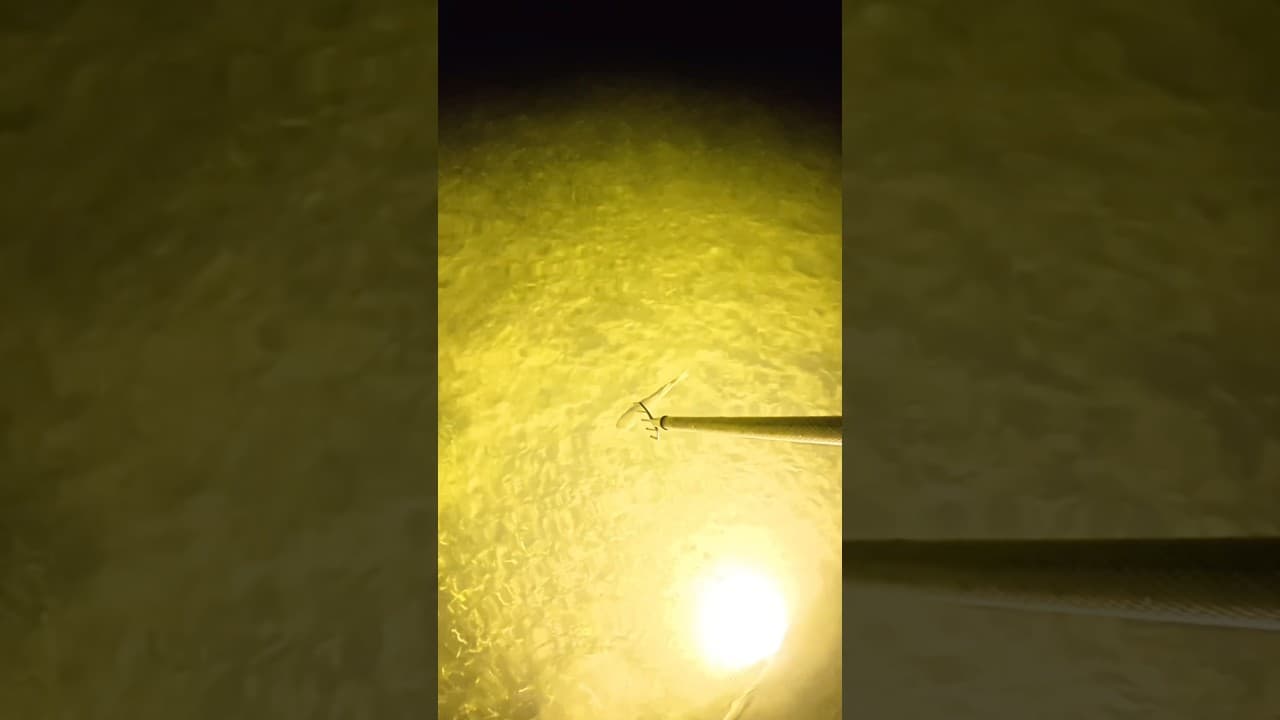 I stabbed my dinner! #fishing #fishingvideo #fish #catchandcook