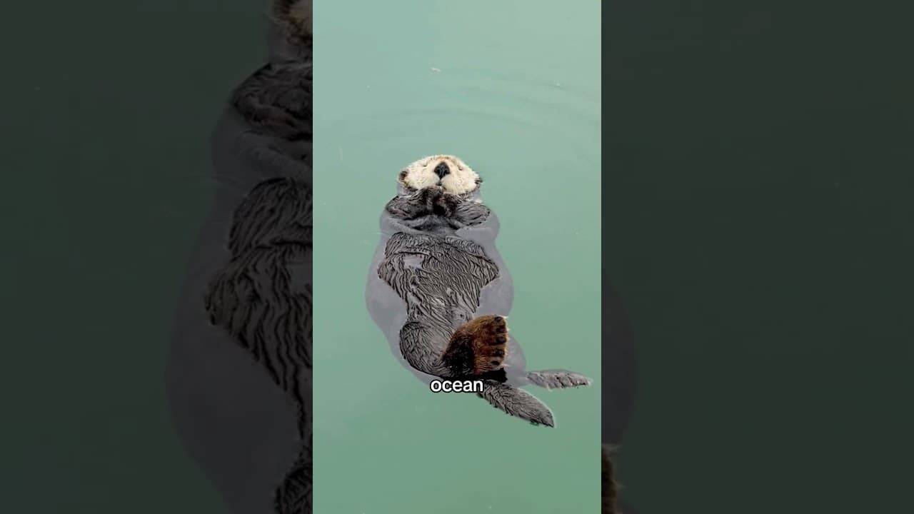 Sleeping Sea Otter