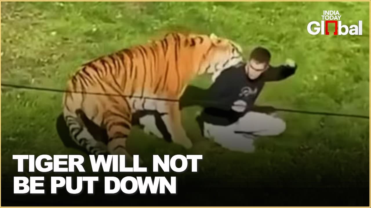 Man Enters Siberian Tiger Enclosure: The Untold Story Behind the Yorkshire Wildlife Park Tragedy