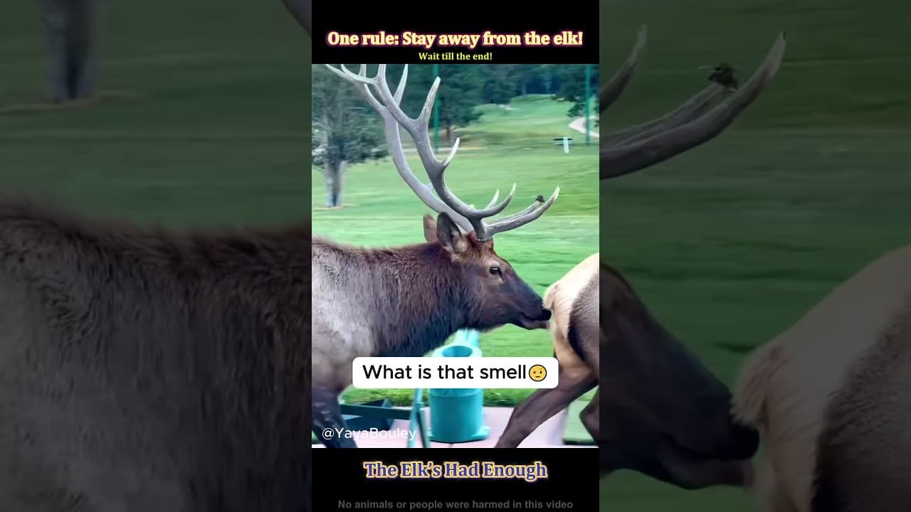 Elk mode: social battery dead 🫎#elk#deer#funnyanimals#wildlife