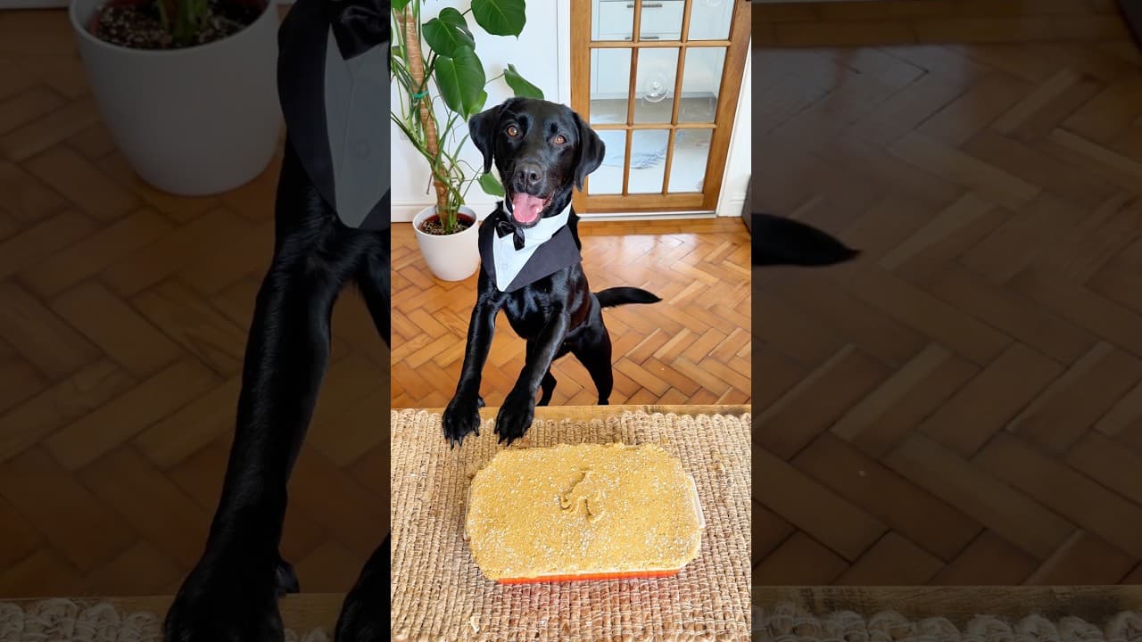 Root’s chicken pot pie #animals #puppy #cute #funny #food #cutepie #chickenpie #youtubeshorts #dog