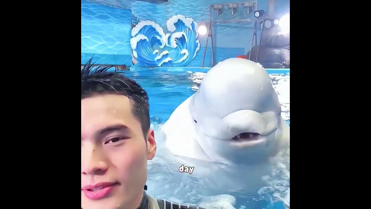The beluga whale broke down and burst into tears the moment it saw him.#cat #pets #cutepet #cute