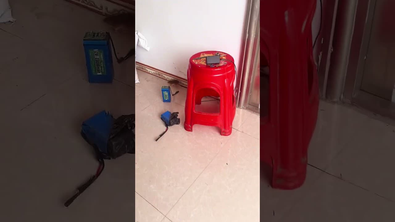 Thrilling moments of a cat catching a mouse #mouse