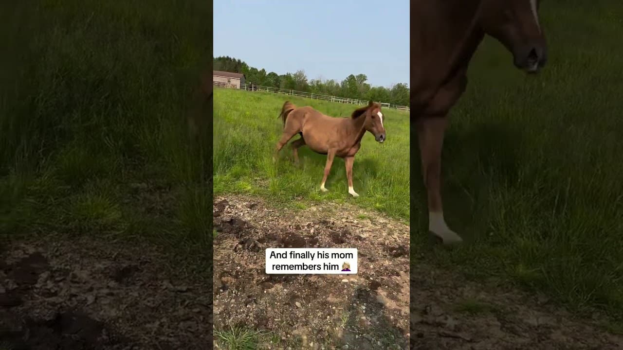 No thoughts… just speed and chaos 😂🐎💨#foal #funnyanimals #farmlife #horse #funny horselife