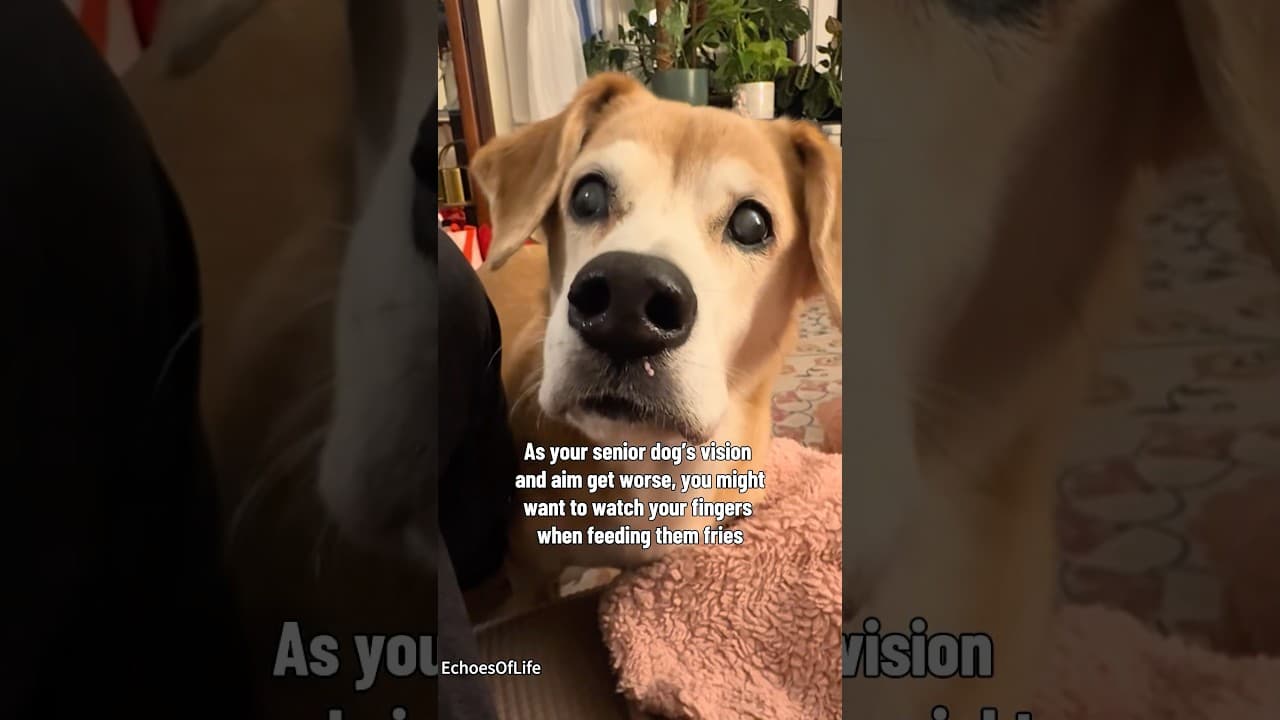 Too Old for This Never.#dog #dogs #olddog #olddogs #funny #animals #dogsworld #doggys #doggie