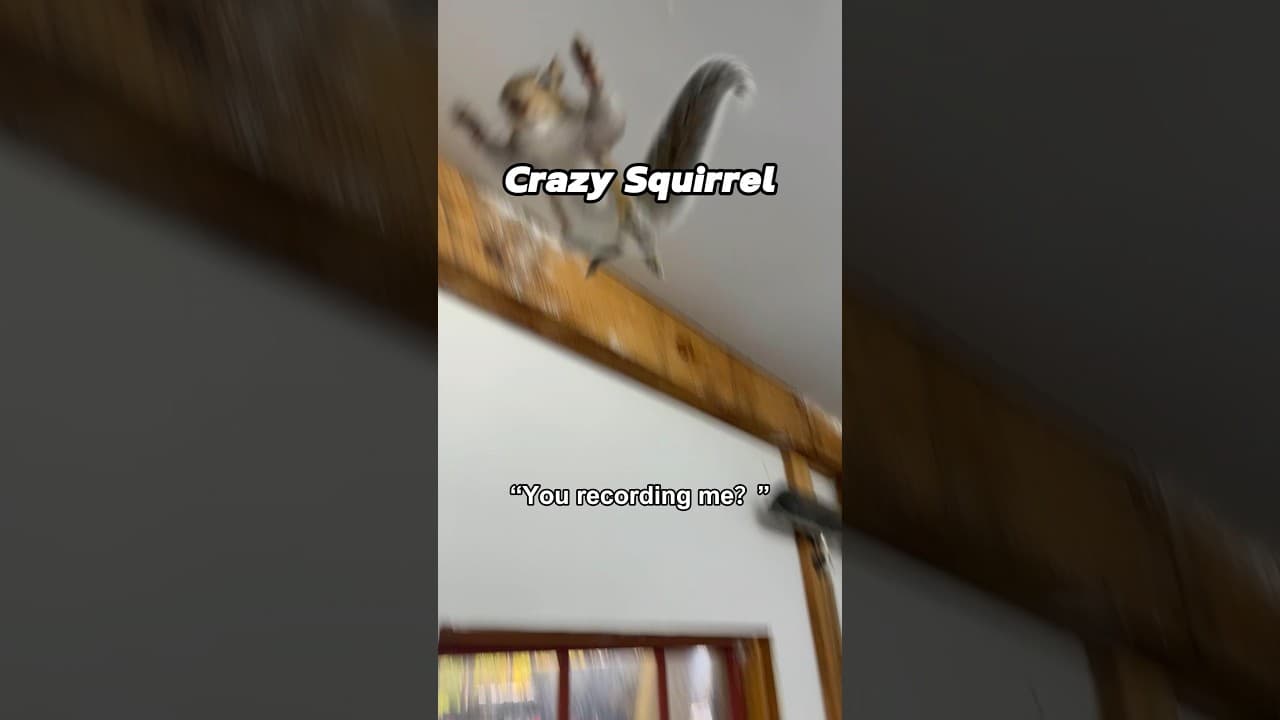 POV: you made eye contact with the wrong squirrel ๐ฟ๏ธ๐#animals #fypage #squirrel #funnyanimals