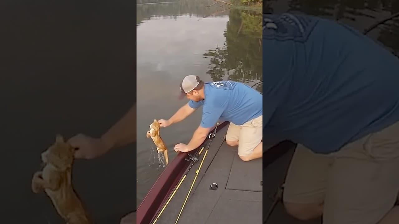Kittens Swim Up To Fishermen Looking For Help