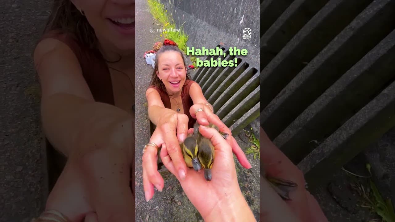 Woman Rescues Ducklings Stuck in Storm Drain #rescue #animals #heartwarming